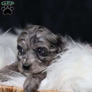 Ringo, Cavapoo Puppy